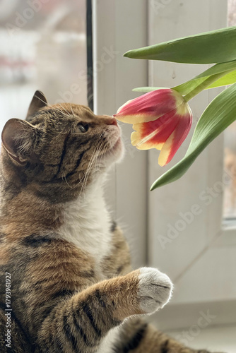 Foto A striped cat on the window is sniffing a red tulip that has just bloomed