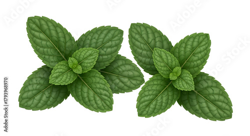 Fresh Mint Leaves Top View
