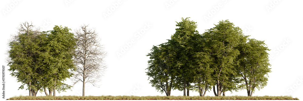 Fototapeta premium A mixed cluster of realistic 3D rendered trees with green foliage and dry seasonal forms, isolated on white for architectural and environmental visualization