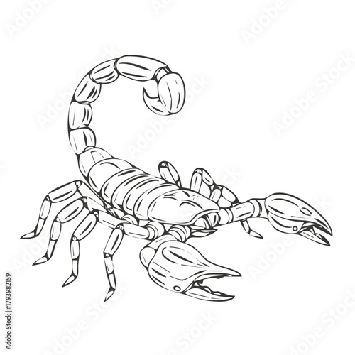 Black and Gray Line Art Vector Illustration of a Menacing Scorpion