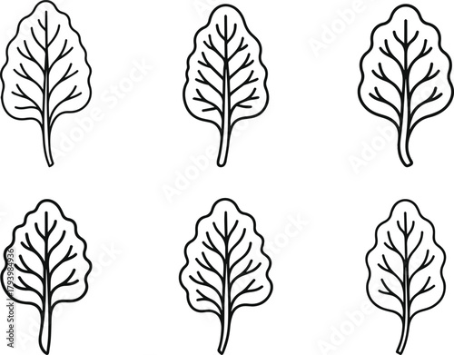 Swiss chard leaf outline vector for coloring