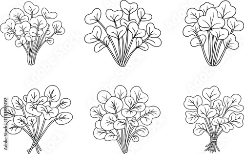 Watercress bunch line art vector illustration collection. Set of fresh vegetable outline icons sketch. Herb food ingredient drawing symbol.