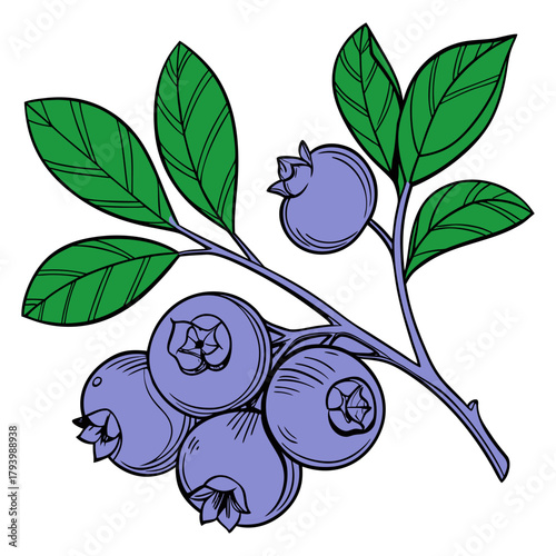 vector illustration of fresh blueberries