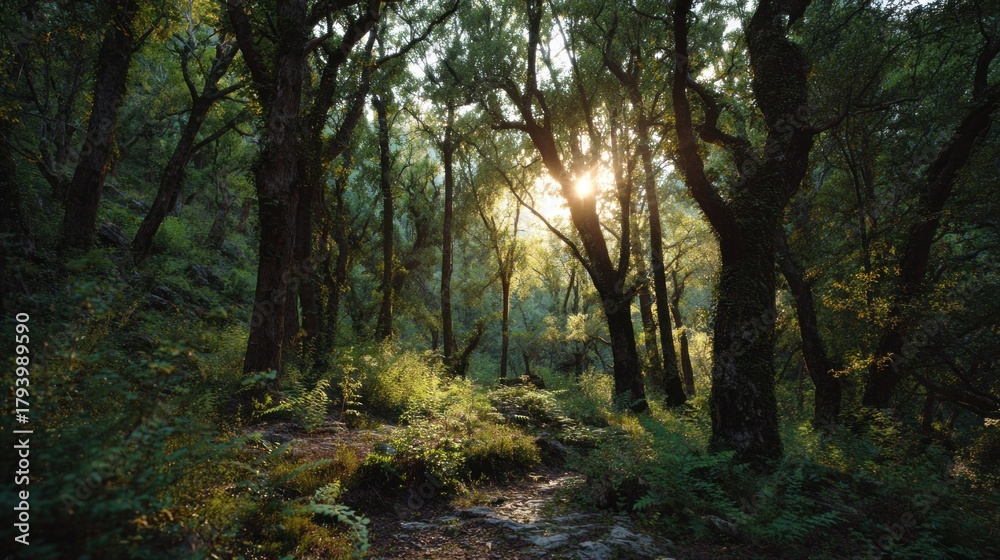 Fototapeta premium A serene forest scene with sunlight filtering through trees, highlighting lush greenery and creating an enchanting atmosphere.