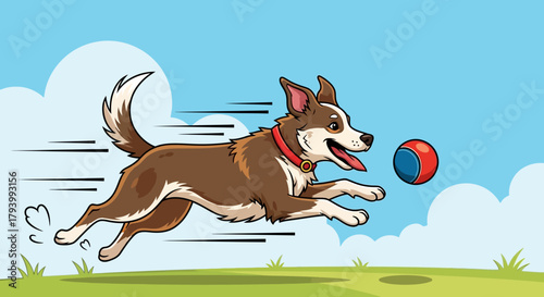 A happy brown and white dog running towards a red and blue ball in a grassy field under a blue sky.