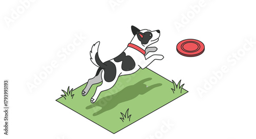 A black and white dog leaping to catch a red frisbee on a patch of grass.
