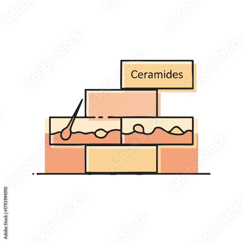 A simple illustration depicts the vital role of ceramides in maintaining healthy skin by forming a protective barrier against external factors and moisture loss.