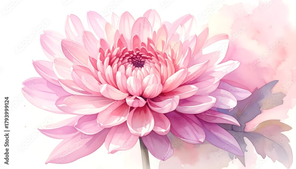 Obraz premium Beautiful Pink Chrysanthemum Flower Watercolor Painting.