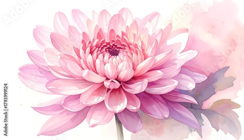 Beautiful Pink Chrysanthemum Flower Watercolor Painting.