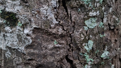 Coarse, rugged tree bark texture covered in light green and gray lichen, photographed in a deep forest environment.