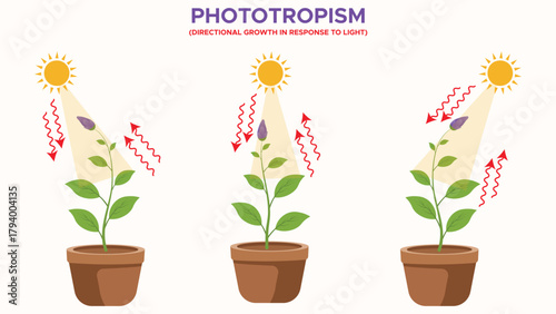 Phototropism plant bending toward light growth response illustration