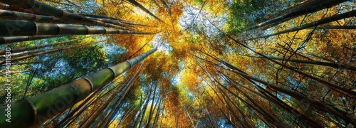 Bamboo forest overhead view
