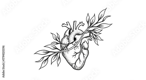 An elegant hand-drawn illustration of an anatomical human heart, gracefully intertwined with delicate leafy branches, symbolizing life, growth, and nature's vitality.