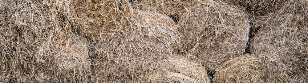 Naklejka premium Orchard grass hay feed for farm livestock and domestic animals, small rolls of bailed and stacked for storage and sale 