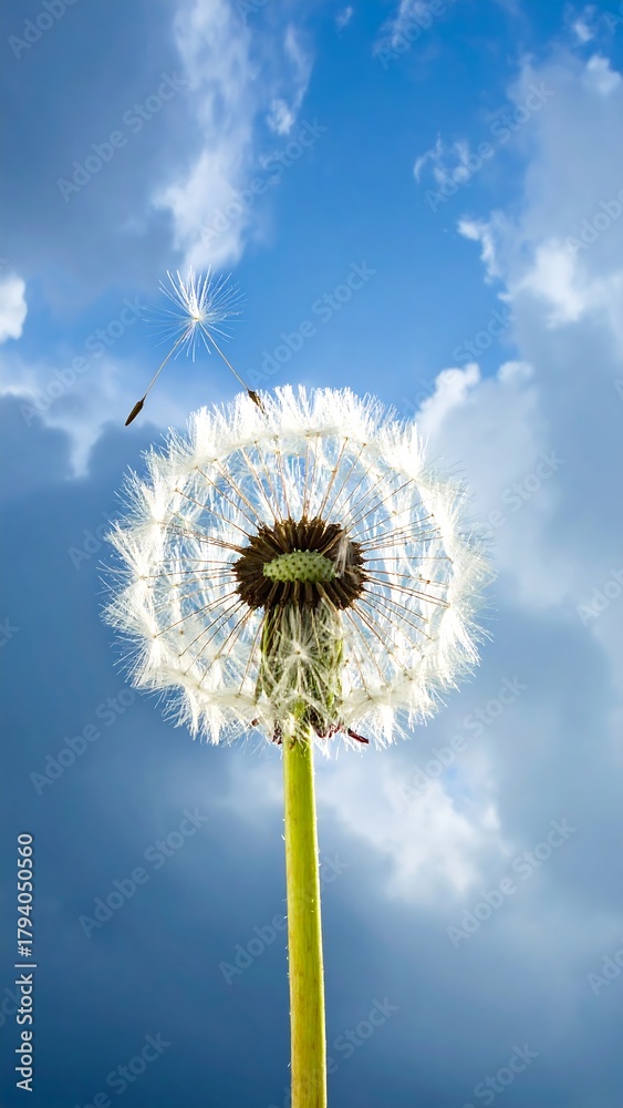 Fototapeta premium A close-up shot of a dandelion seed head against a backdrop of a partially cloudy sky. One seed is detaching