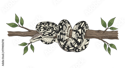 Intricate illustration of a python or boa constrictor with black, white, and grey patterns, gracefully coiled around a tree branch with green leaves.