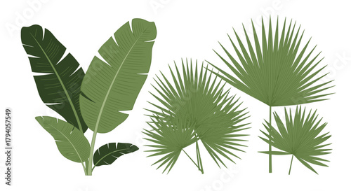An exotic assortment of lush green tropical plant leaves, including broad banana leaves and various fan palm fronds, isolated for versatile design projects.