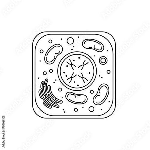 Diagram of an animal cell, showing nucleus, mitochondria, and endoplasmic reticulum