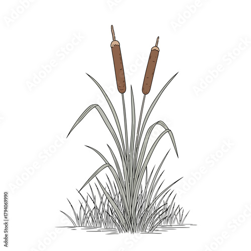 A simple illustration of two cattails growing in water with grass around them