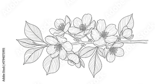 Exquisite monochrome outline drawing of a vibrant floral branch, showcasing detailed petals and intricate leaf textures in a graceful composition.
