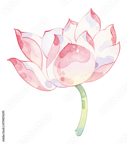Delicate Watercolor Pink Lotus Flower Illustration