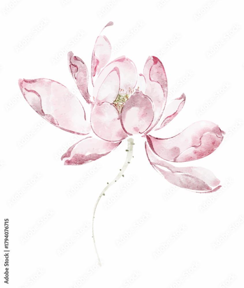 Fototapeta premium Delicate Pink Watercolor Lotus Bloom
