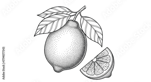 Detailed hand-drawn illustration of a whole lemon with leaves on a stem, alongside a wedge, showcasing a vintage black and white style.