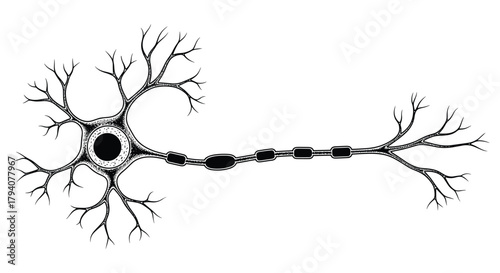 Detailed anatomical illustration of a neuron, depicting its dendrites, cell body with nucleus, myelinated axon, and axon terminals.