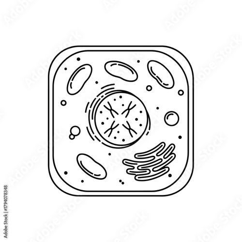 Diagram of a plant cell, showing nucleus, chloroplast, vacuole, and cell wall