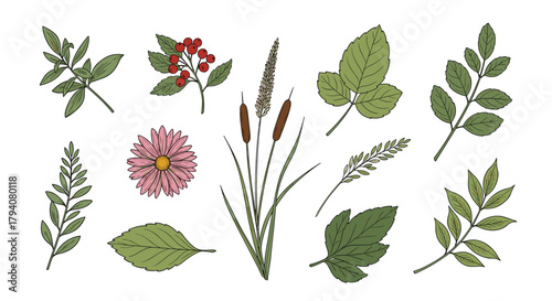Colorful hand-drawn botanical elements depicting autumn and nature, featuring green leaves, red berries, a pink daisy, cattails, and grass on a white background.