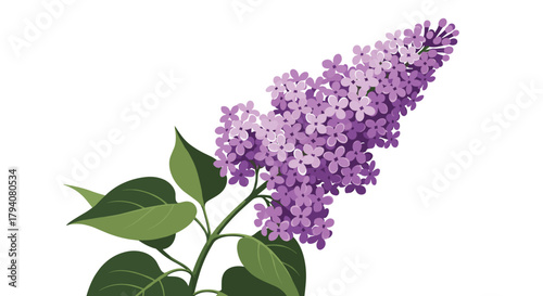 A beautiful branch of purple lilac flowers with green leaves, depicting spring bloom and natural elegance.
