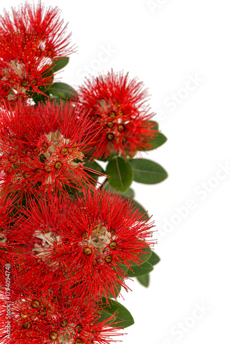 The striking red flowers of the New Zealand native Pohutukawa tree seen in close-up against a white background. The tree flowers over the summer period and is known as the NZ Christmas tree.  