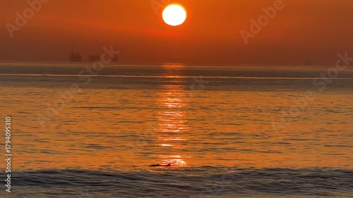 Dolphins calmly breach the ocean surface close by California's Rincon Beach shore.  Waves break while the sun sets over the Pacific and oil platforms loom in the distance.