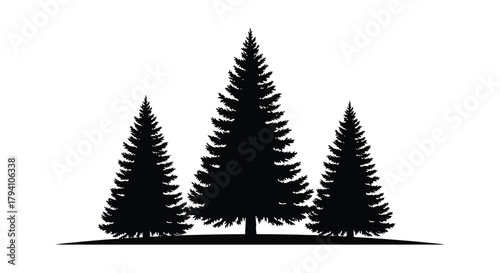 Three tall evergreen pine trees silhouetted against a white background in a forest landscape