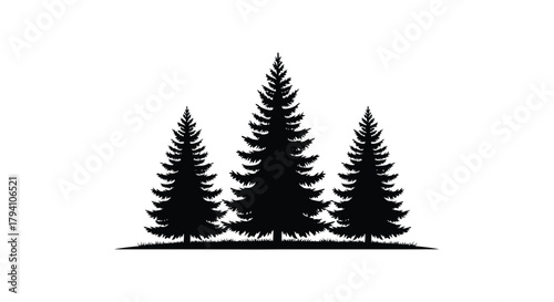 Silhouette of three tall evergreen coniferous trees standing in a forest landscape against a white background