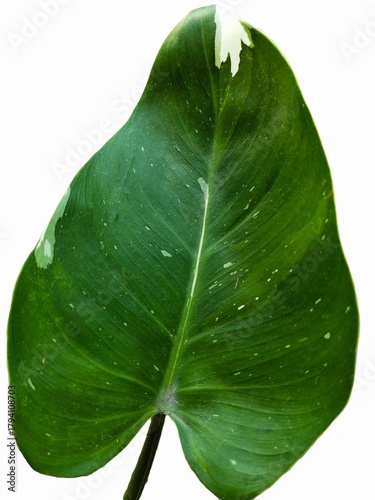 Dark Green Philodendron Leaf with Splash Variegation on White