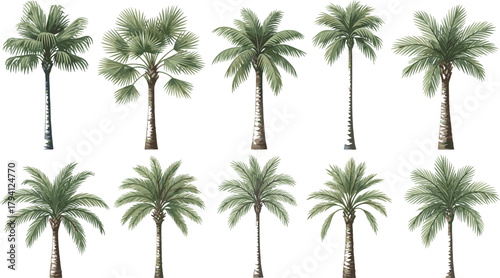 Set of diverse watercolor-style palm trees with green fronds and textured trunks, representing tropical landscapes, beaches, and exotic environments.