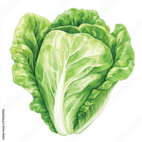 Fresh Green Lettuce Head Isolated on White Background.