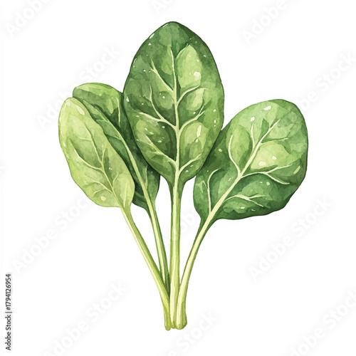 Fresh green spinach leaves healthy food ingredient for cooking and salads.