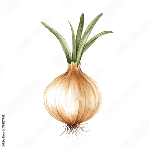 Fresh whole onion with green shoots and roots watercolor illustration.