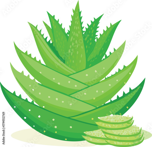 An illustration featuring a vibrant aloe vera plant with sliced leaves