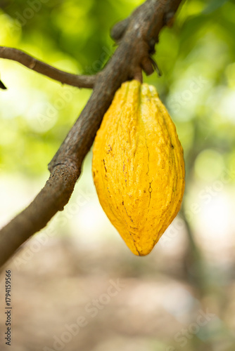 Cacao Tree (Theobroma cacao). Organic cocoa fruit pods in nature.