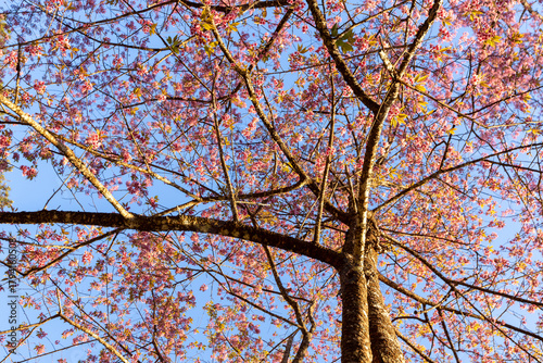 Wild Himalayan Cherry (Prunus cerasoides) or thai sakura flower