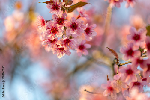 Wild Himalayan Cherry (Prunus cerasoides) or thai sakura flower