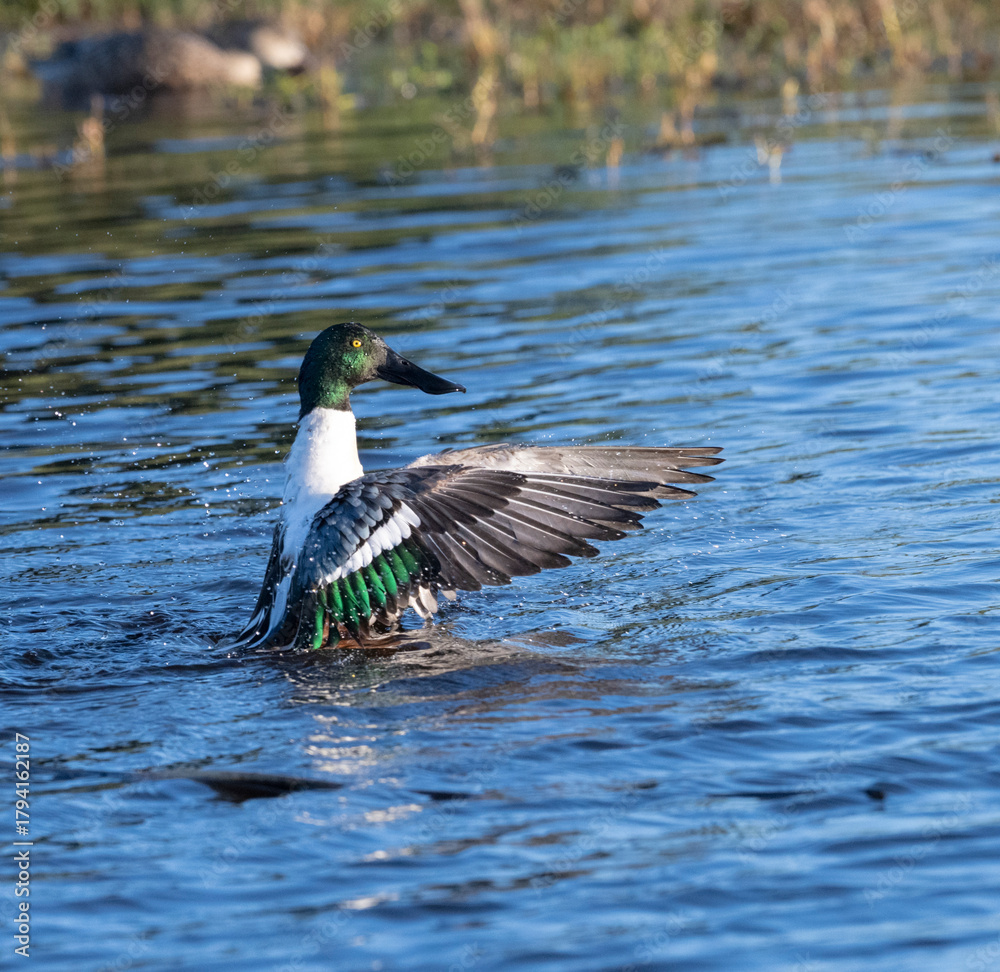 Obraz premium The flock of Northern Shovelers (Anas clypeata) at nature preserve, Galveston
