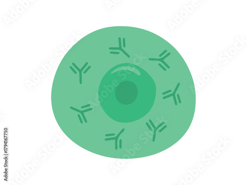 B Immune cell clip art