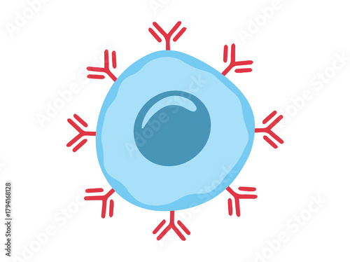 B Immune cell clip art