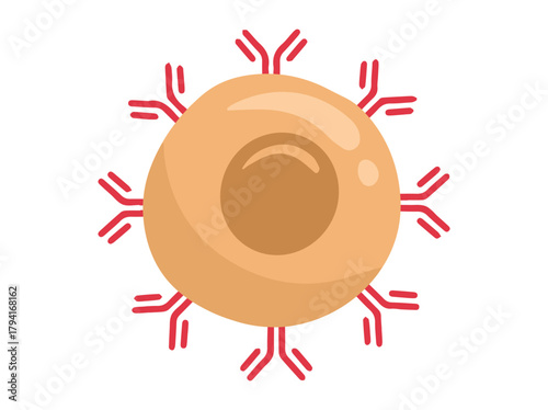B Immune cell clip art