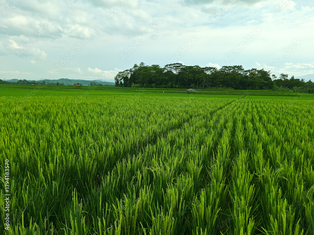 Obraz premium Panorama of lush rice fields with a small shelter and mountain hills