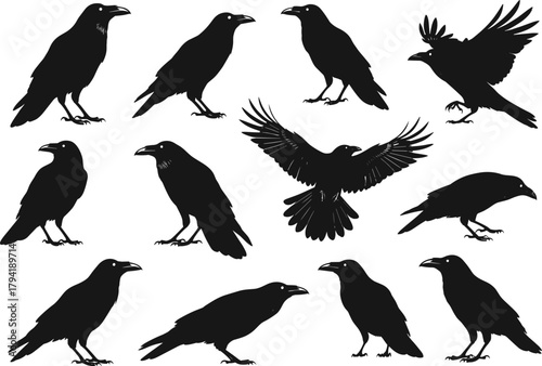 Crow and raven bird silhouettes collection, flying and standing poses vector illustration, black wildlife design for nature, gothic, mystery, and Halloween themes